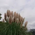 小石川植物園の写真_464418