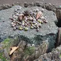 小石川植物園の写真_464432