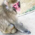 嵐山モンキーパークいわたやまの写真_46548