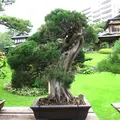 八芳園の写真_4699