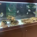 むろと廃校水族館の写真_474564