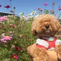 稲毛海浜公園の写真_47757