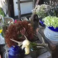 エンガワカフェの写真_47849