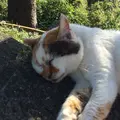 真鶴岬の写真_49210
