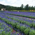 世羅高原農場の写真_49472
