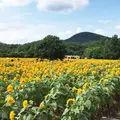世羅高原農場の写真_49473