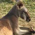 神戸どうぶつ王国の写真_49847
