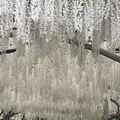 あしかがフラワーパークの写真_514248