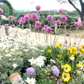 あしかがフラワーパークの写真_514251