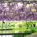 あしかがフラワーパークの写真_514253