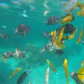 百合ヶ浜の写真_51776