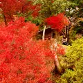 但馬安国寺の写真_51934