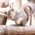 井の頭恩賜公園の写真_52205