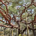 兼六園の写真_525804