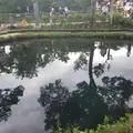 忍野八海の写真_532178