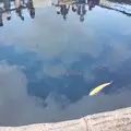 忍野八海の写真_532181