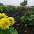 那須フラワーワールドの写真_536510