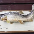 那須観光やなの写真_536512
