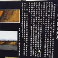 観音桜の写真_54867