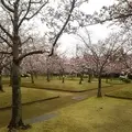 さくらの森公園の写真_563186