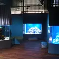 みなとやま水族館の写真_572844