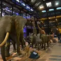 Muséum national d'Histoire naturelle（国立自然史博物館）の写真_57492