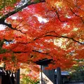 永観堂（禅林寺）の写真_57602