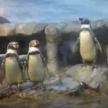 新江ノ島水族館の写真_57899