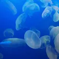 新江ノ島水族館の写真_57900