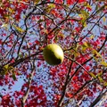 即成院の写真_57914