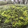 江津市役所桜江庁舎の写真_58004