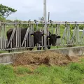 黒島の写真_5814