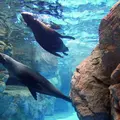 京都水族館の写真_58144