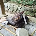 津門神社の写真_58174