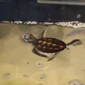 黒島研究所の写真_5821