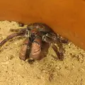 黒島研究所の写真_5822