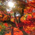 永観堂（禅林寺）の写真_58603