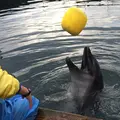 海中水族館シードーナツの写真_58818