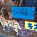 海中水族館シードーナツの写真_58820