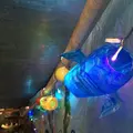 海中水族館シードーナツの写真_58827