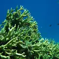 安慶名敷島の写真_5885