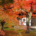 東福寺の写真_58918