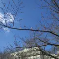東京大学駒場キャンパスの写真_592518