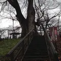 高瀬の大木（ケヤキ）の写真_59261