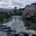 千鳥ヶ淵の写真_594883