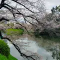 千鳥ヶ淵の写真_594884