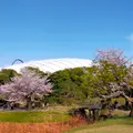 小石川後楽園の写真_595011