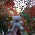 今熊野観音寺の写真_59807