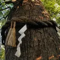 新熊野神社の写真_59813