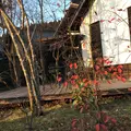 共楽園・林檎の樹の写真_60238